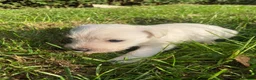 Jack Russell dogs for sale: Gorgeous Rough Coated Jack Russell Puppies in Boston - Advert 7