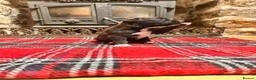 Mixed Breed dogs for sale: Collie x blue brindle American bulldog puppies in Insch - Advert 11
