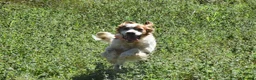English Setter dogs for adoption: Kay   in Worthing - Advert 7