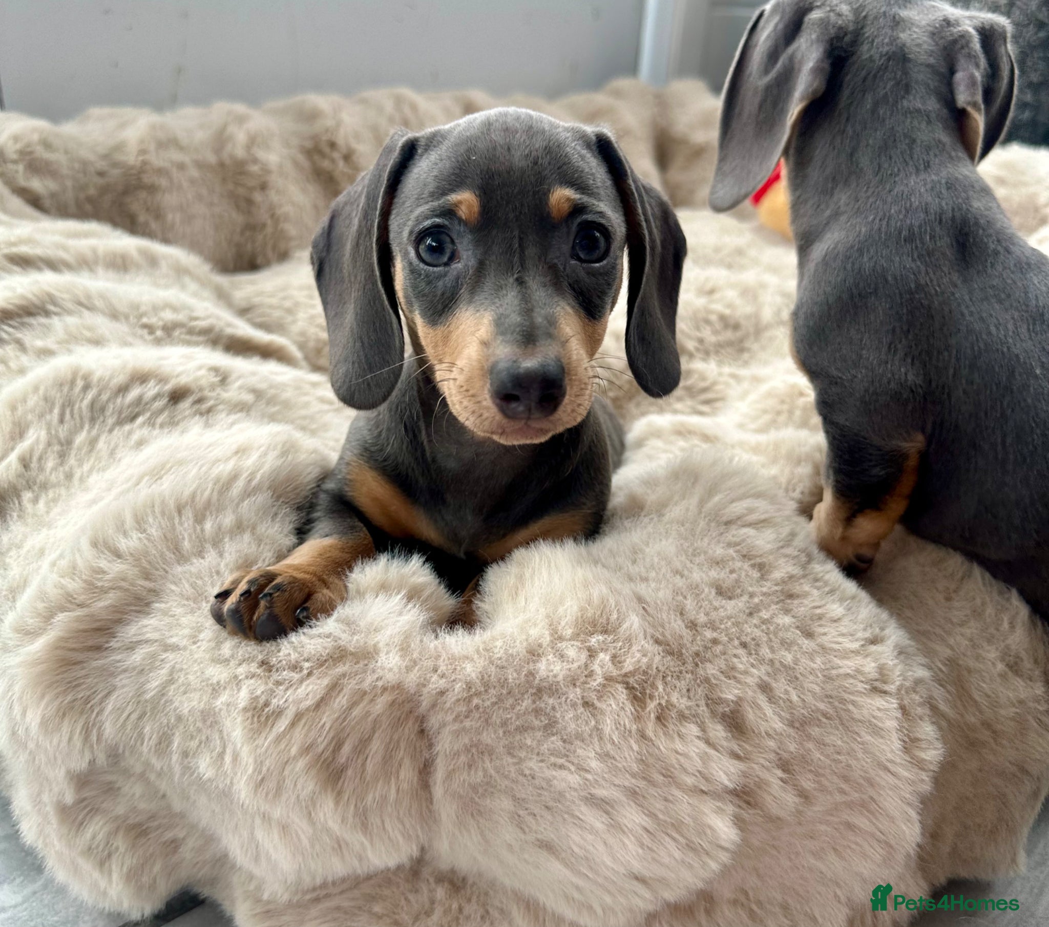Miniature Dachshund dogs Miniature Dutch hound puppies - Advert 1