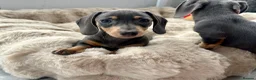 Miniature Dachshund dogs for sale: Miniature Dutch hound puppies - Advert 16