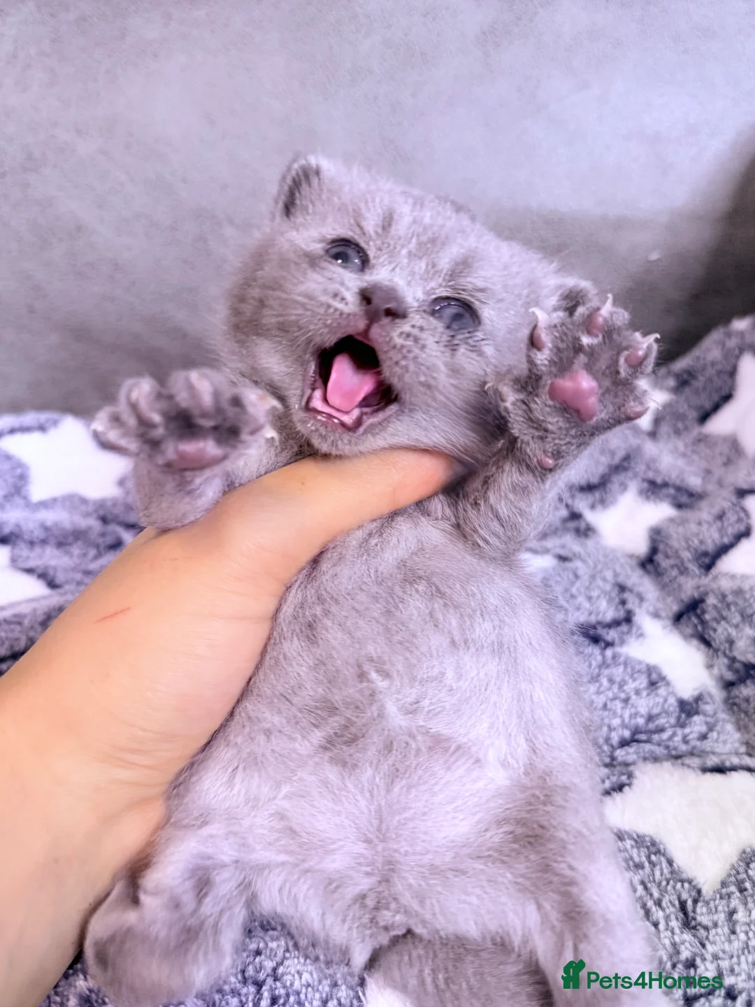 British Shorthair cats for sale: 100% Pure Pedigree Champion line Bsh Reg. Kittens - Advert 19