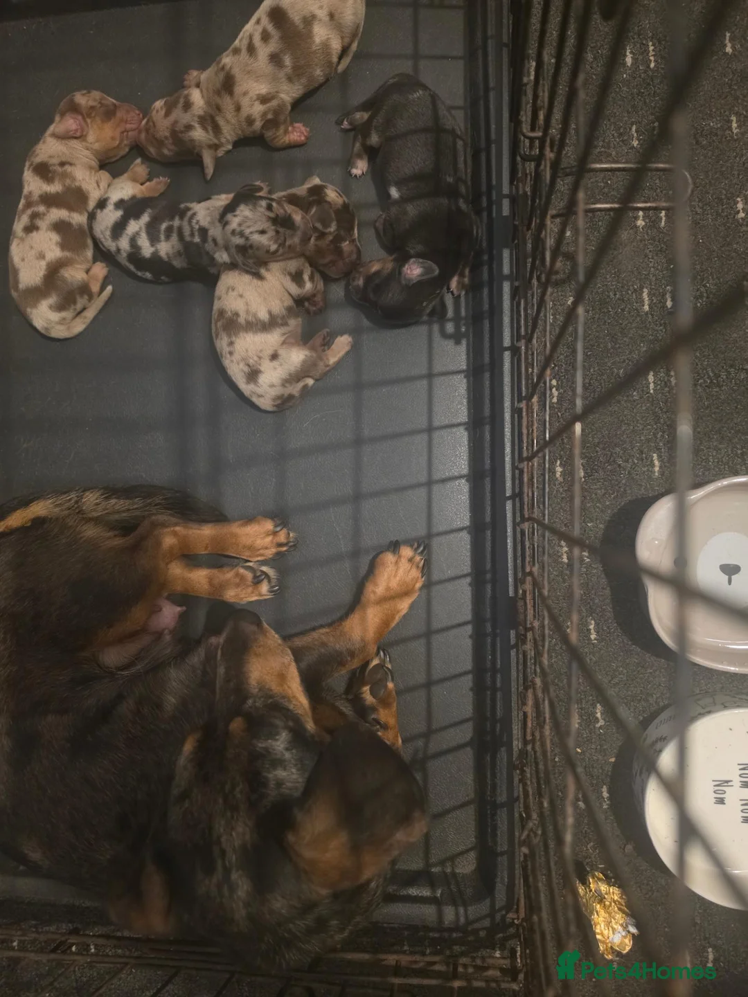 Miniature Dachshund dogs for sale: Miniature dachsund - Advert 1