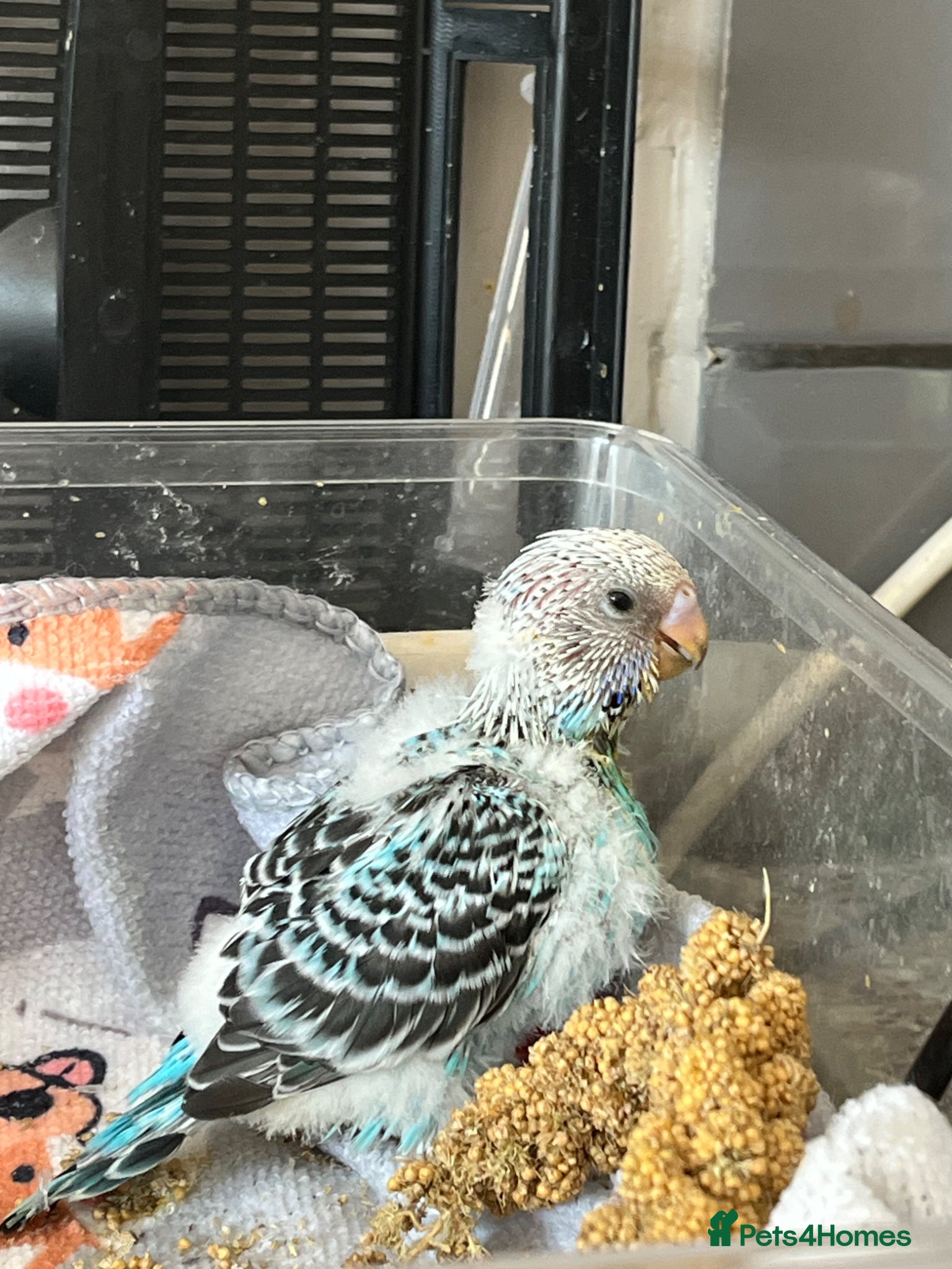 Conures birds Silly tame hand reared budgie baby  - Advert 2