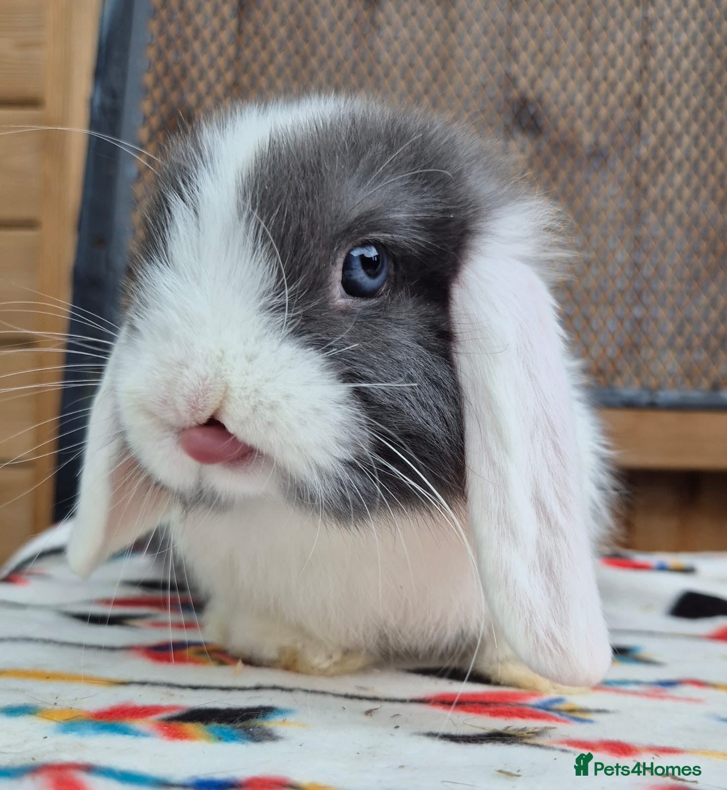 Mini Lop rabbits Mini lops does and bucks 1 does left 3 bucks  - Advert 2