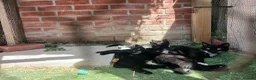 Domestic Shorthair cats for sale: Black and white kittens ready to leave  in Eye - Advert 2