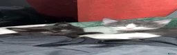 Domestic Shorthair cats for sale: Baby boy kittens  - Advert 11