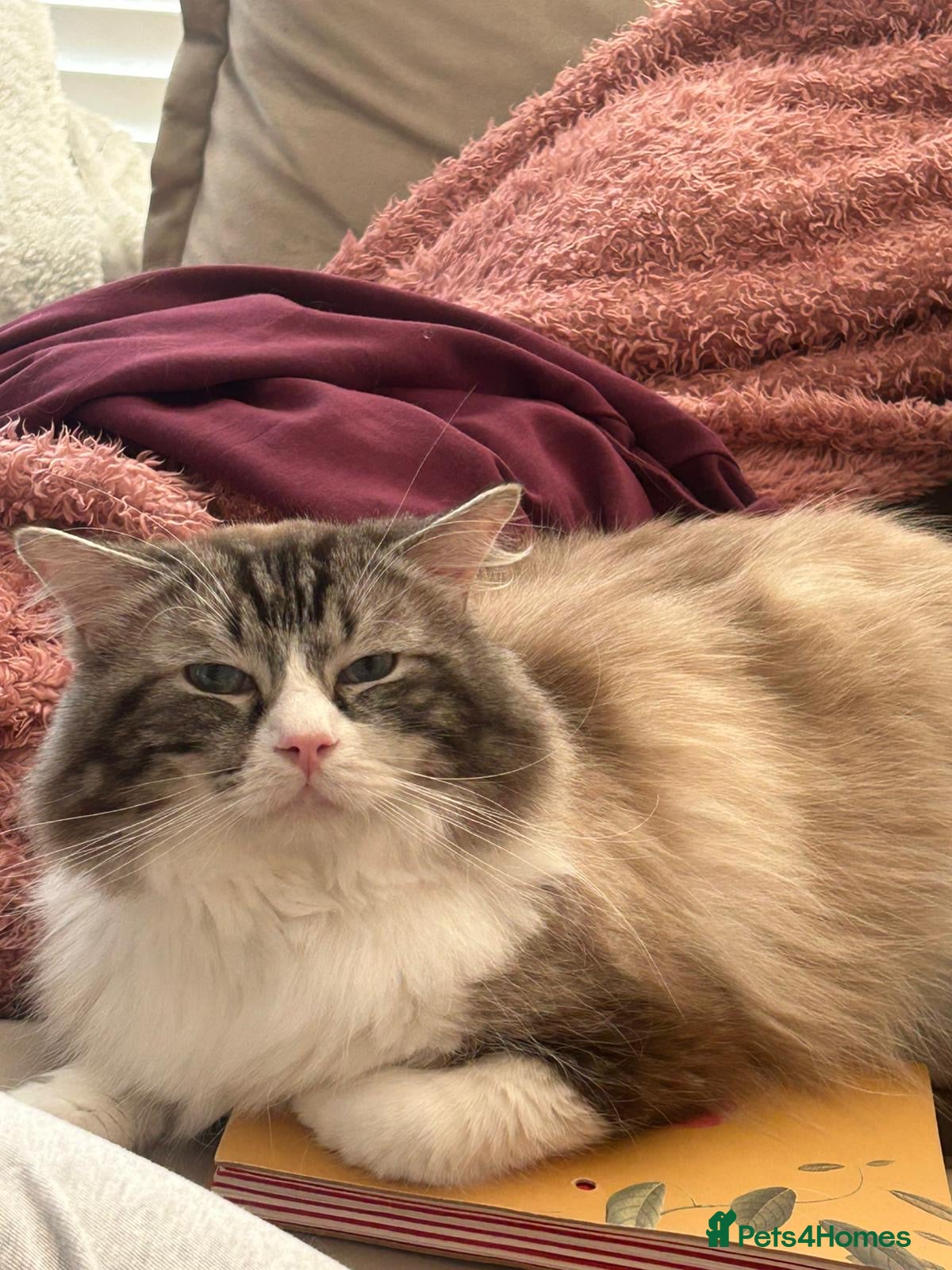Mixed Breed cats for sale: Beautiful Female Ragdoll Mix Kitten - Advert 8