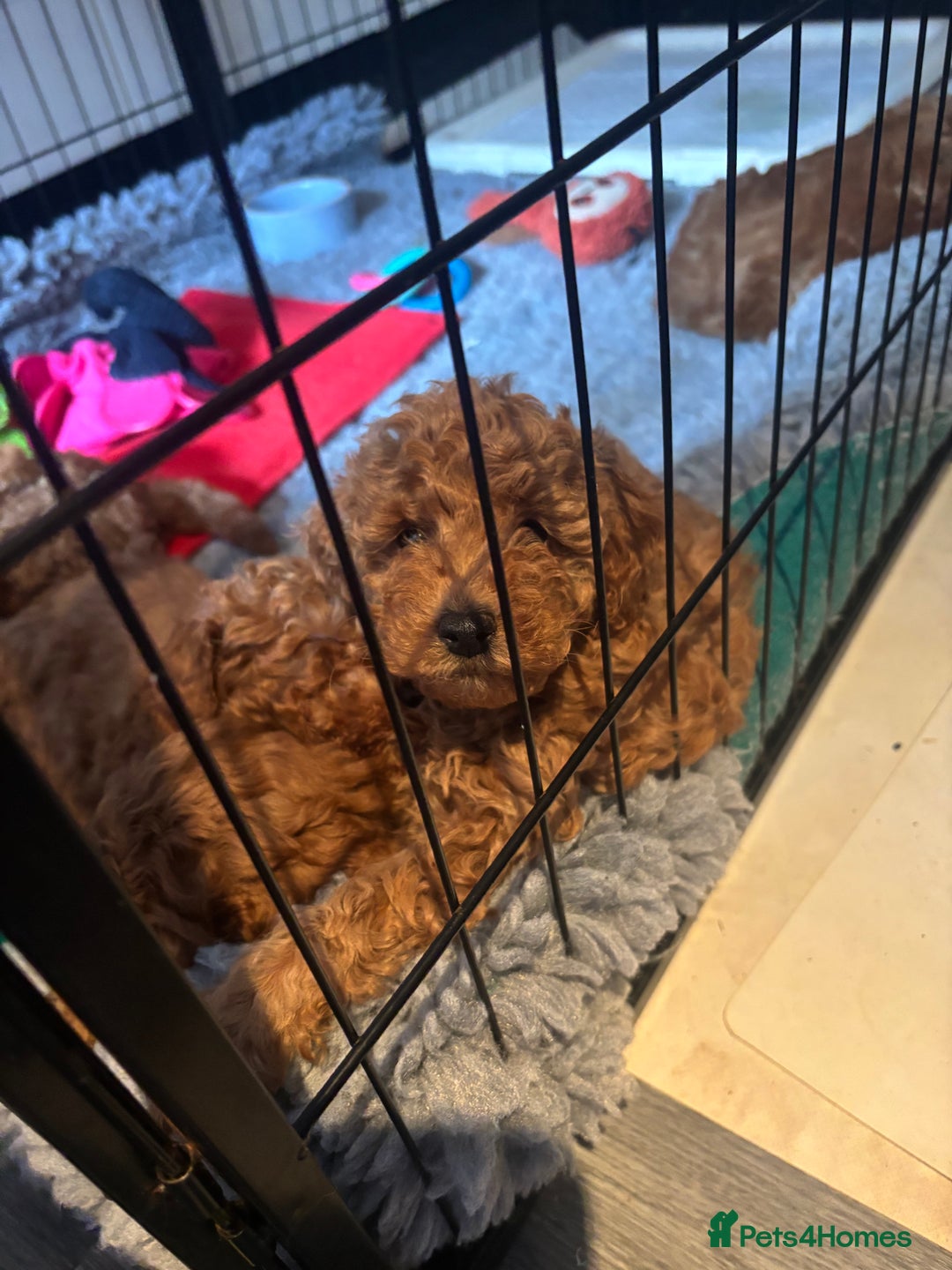 Miniature Poodle dogs for sale: KC Registered red miniature poodles  - Advert 4
