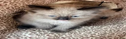 Ragdoll cats for sale: Stunning ragdoll kittens ready now  - Advert 12