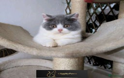 British Shorthair cats for sale: READY NOW GCCF chunky British Shorthair kittens  - Image 17