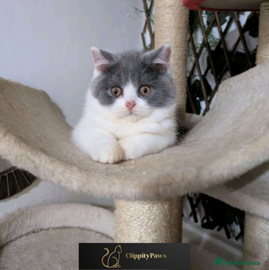 British Shorthair cats for sale: READY NOW GCCF chunky British Shorthair kittens  - Image 17