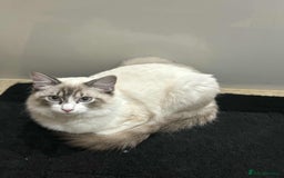 Ragdoll cats for sale: Ragdoll male cat 1 year old - Image 1