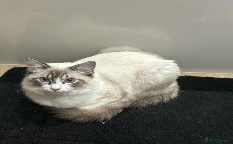 Ragdoll cats - Advert 11