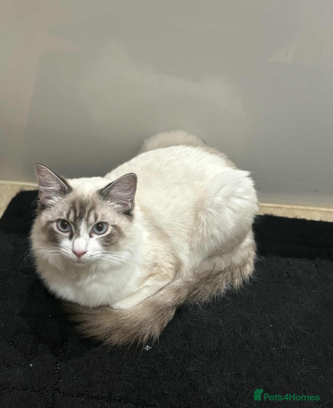 Ragdoll cats for sale: Ragdoll male cat 1 year old - Image 1