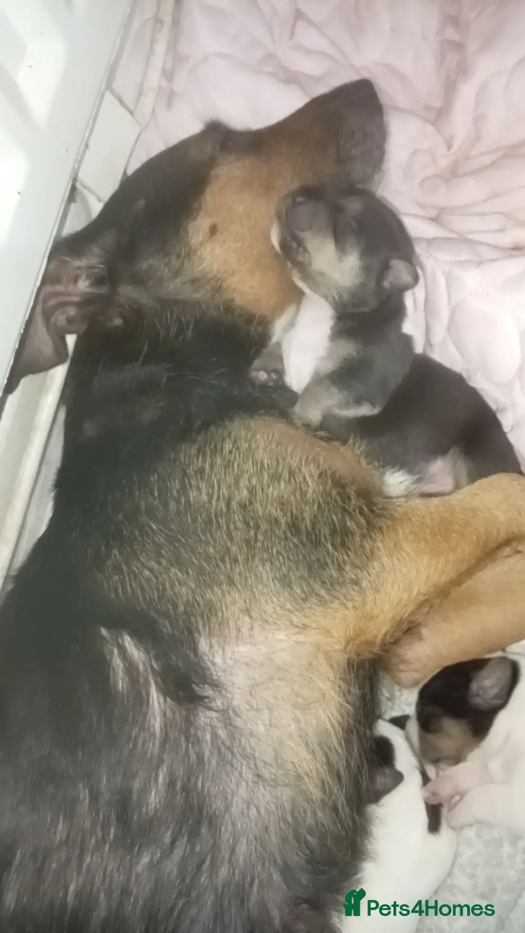 Mixed Breed dogs for sale: Patterjack x staff - Advert 4