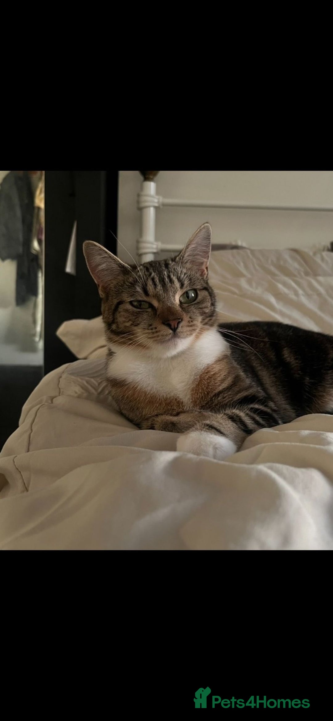 Mixed Breed cats for sale: Female tabby X American shorthair  - Advert 6