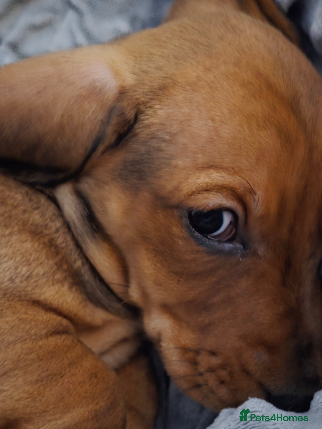 Miniature Dachshund dogs for sale: Miniture dashaunds  - Advert 11