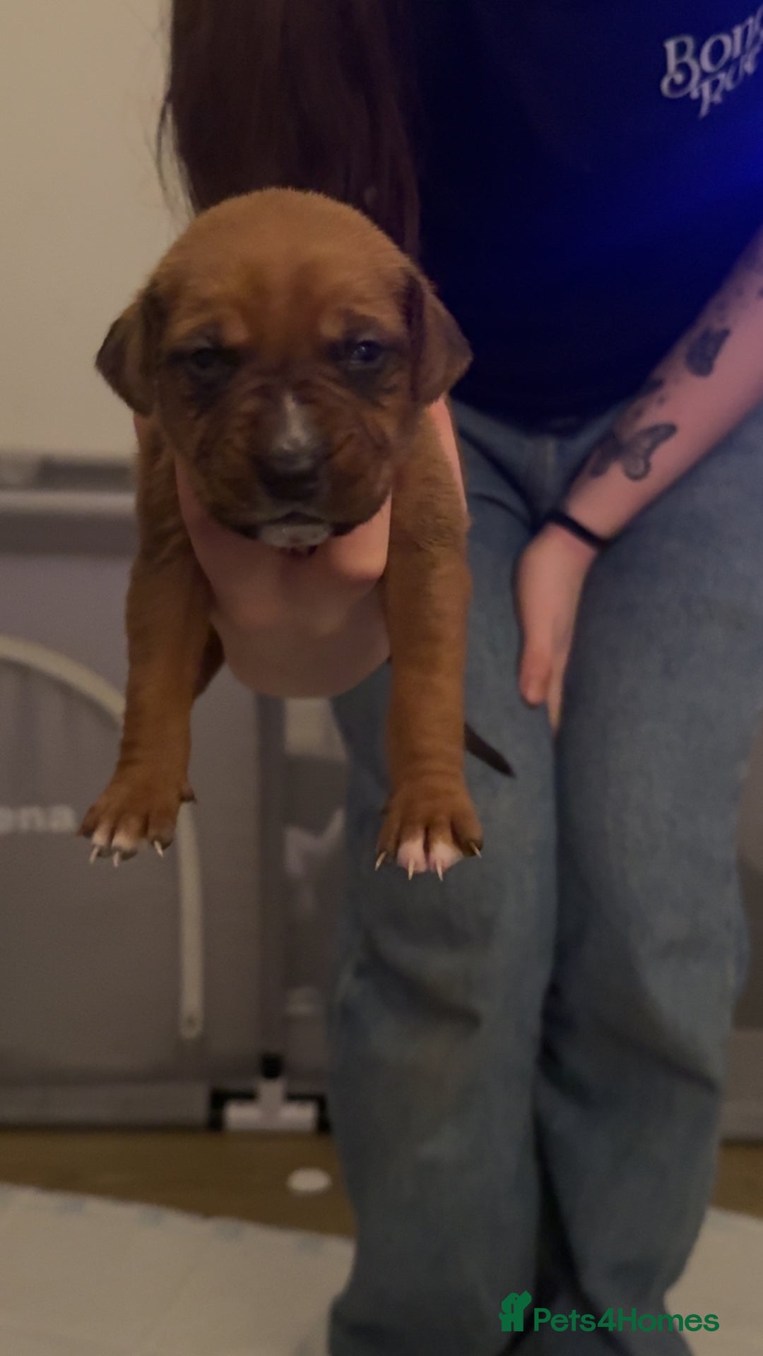 Mixed Breed birds for sale: German shepherd x cane corso pups!  - Advert 3