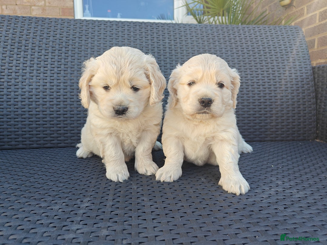 Mixed Breed dogs for sale: 🐾 Dakota Sports Retrievers 🐾 (Mini Retrievers)  - Image 20