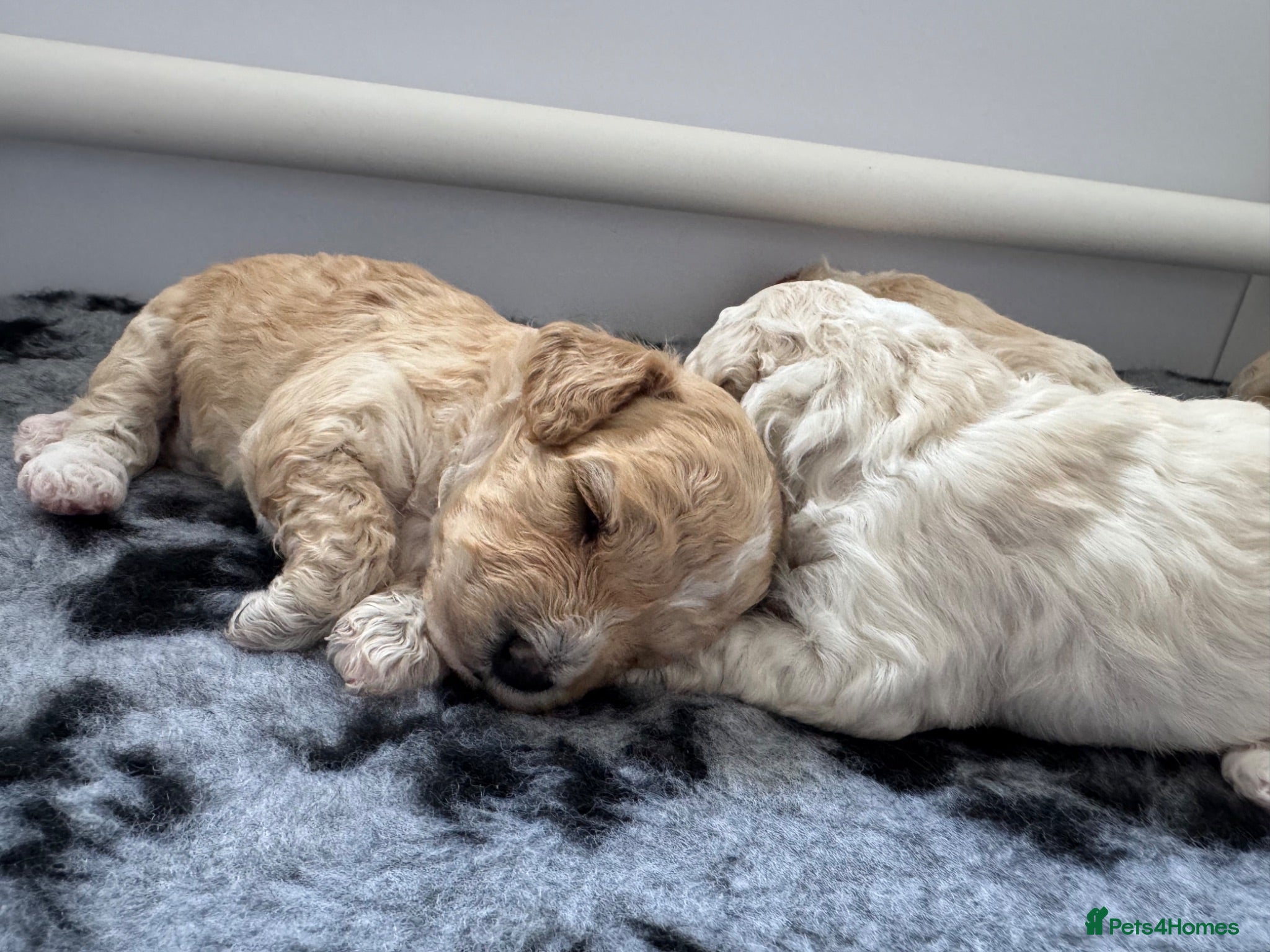 Cavapoochon dogs Cavapoochon puppies - beautiful colours - Advert 2