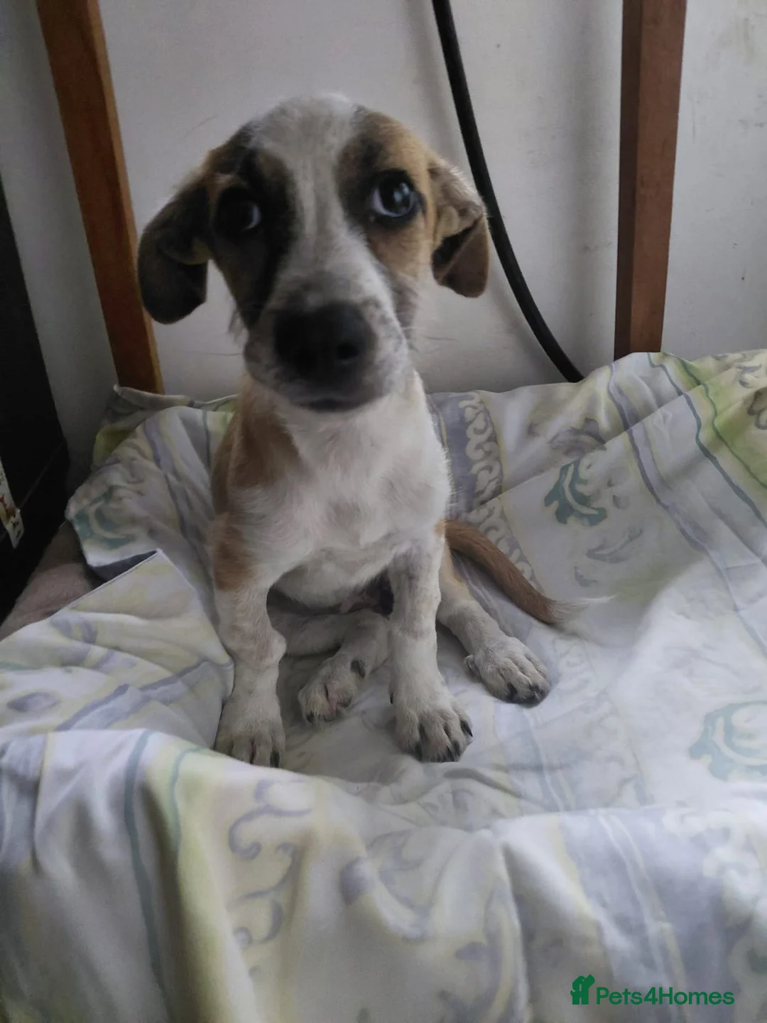 Mixed Breed dogs for adoption: 💖 Meet JESSICA 💖 - a story of Strength and Love - Advert 28