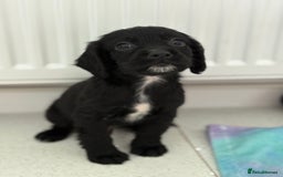 Cocker Spaniel dogs for sale: 1 GIRL 4 BOYS READY NOW 💙🩷 - Image 6