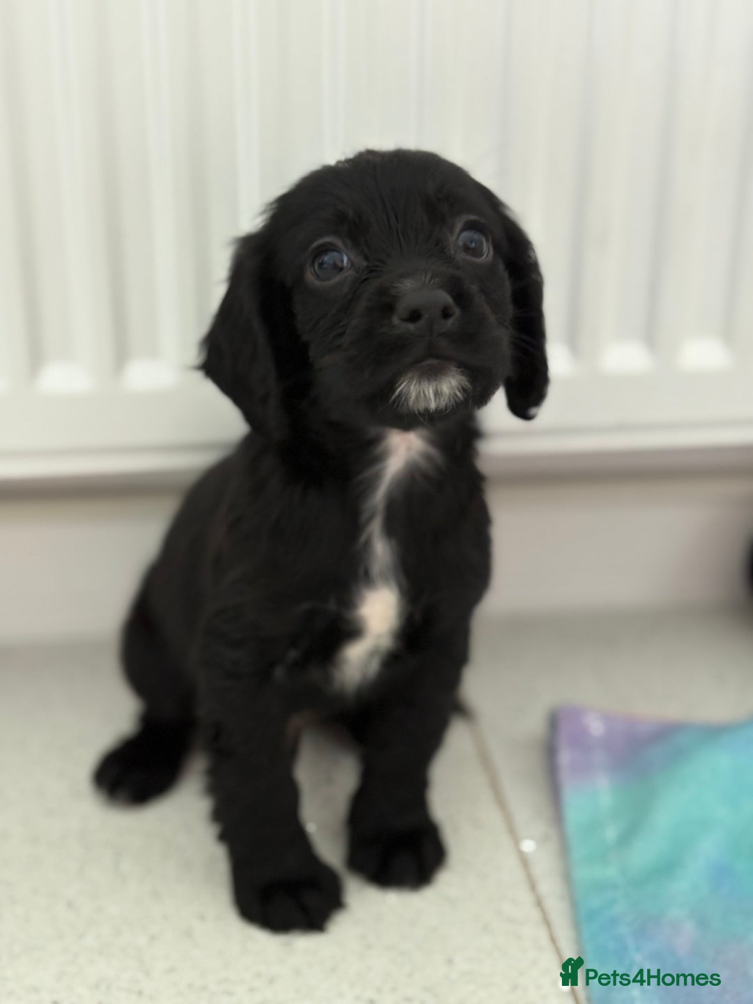 Cocker Spaniel dogs for sale: 1 GIRL 4 BOYS READY NOW 💙🩷 - Image 6
