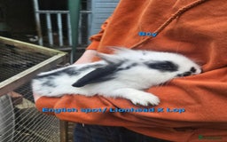 Rex rabbits for sale: Baby Bunny Rabbits  - Image 1