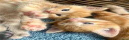 Ragdoll cats for sale: Handsome ragdoll x very affectionate, well handled - Advert 18