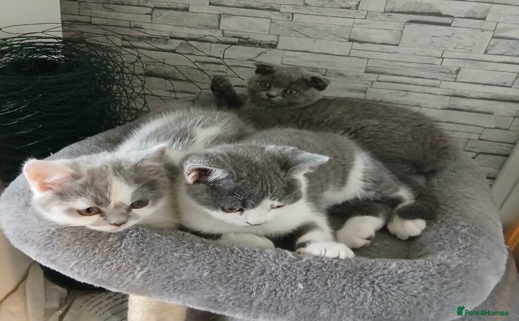 British Shorthair cats - Advert 13
