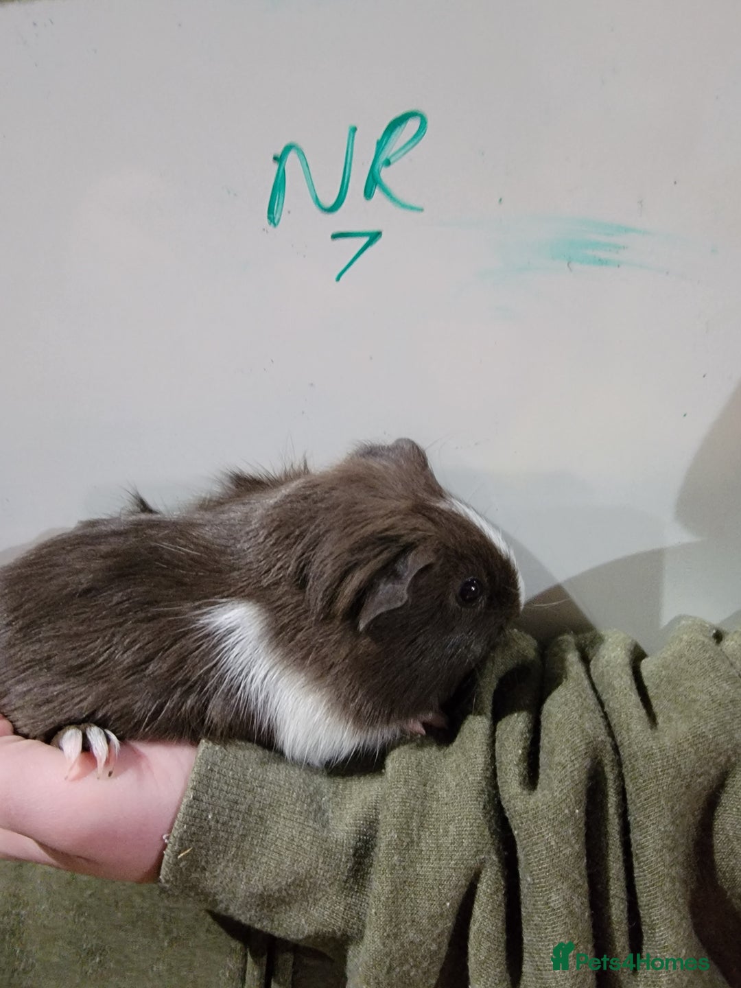 Guinea Pig rodents for sale: Male guinea pigs - Advert 7