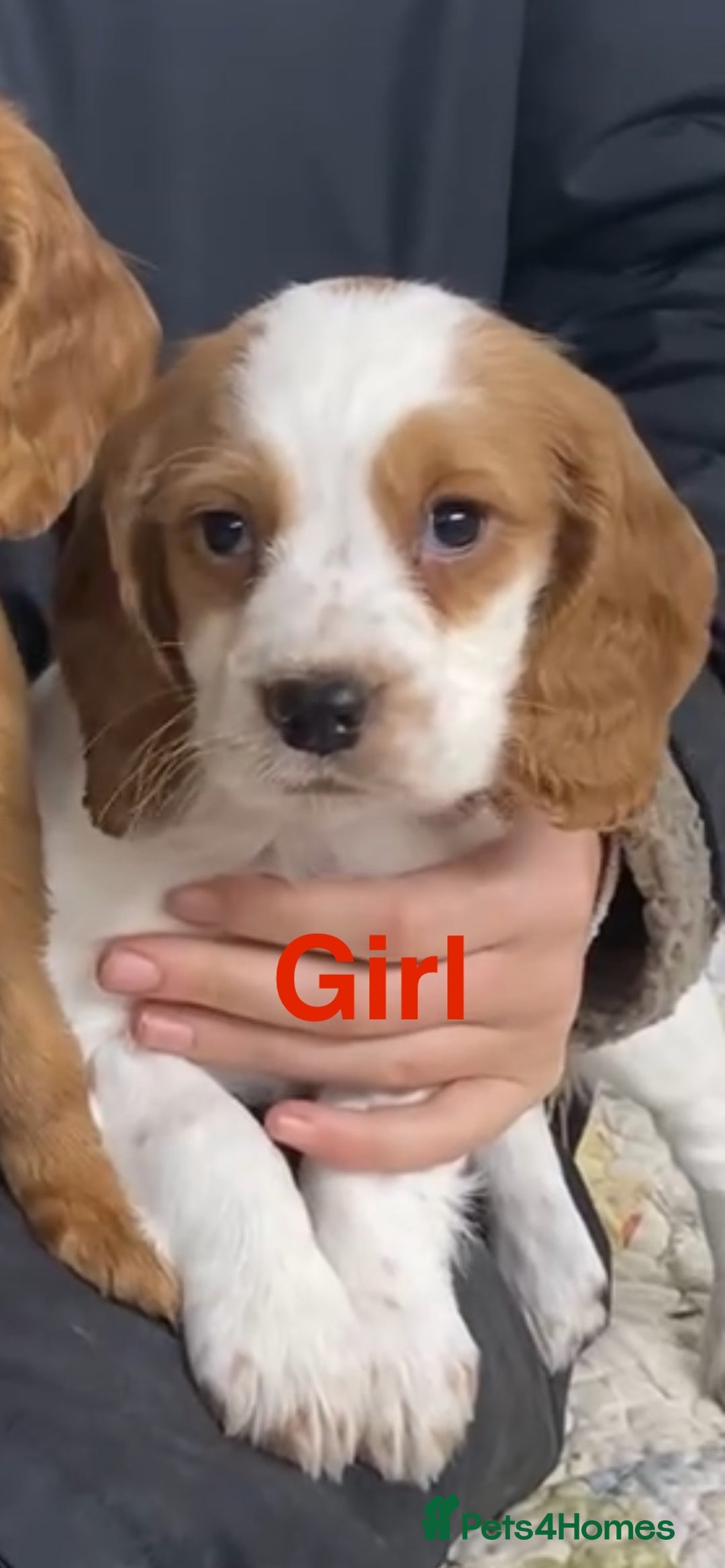 Cocker Spaniel dogs for sale: COCKER SPANIELS Fully Vaccinated Ready Now  - Advert 5