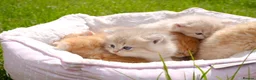 British Shorthair cats for sale: Gorgeous BSH golden kittens pedigree TICA - Advert 26