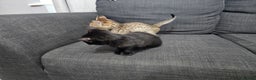 Savannah cats for sale: Gorgeous F4 Savannah Kittens - Advert 4