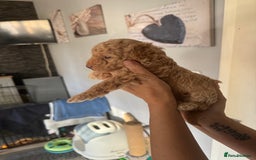 Poochon dogs for sale: Poochon puppies  - Image 2