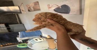 Poochon dogs - Advert 16