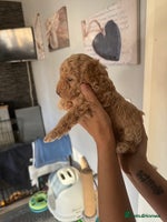 Poochon dogs - Advert 16