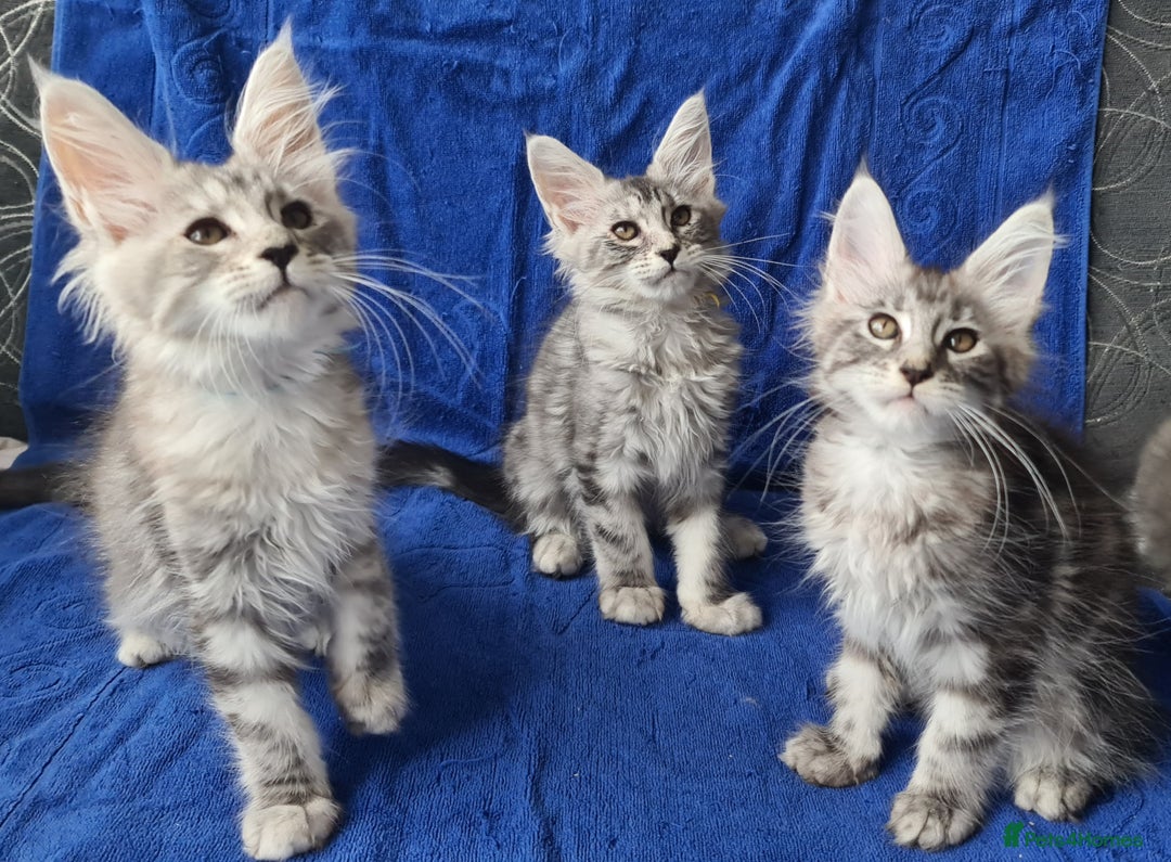 Maine Coon cats for sale: GCCF Registered - Maine Coon Kittens - Image 9