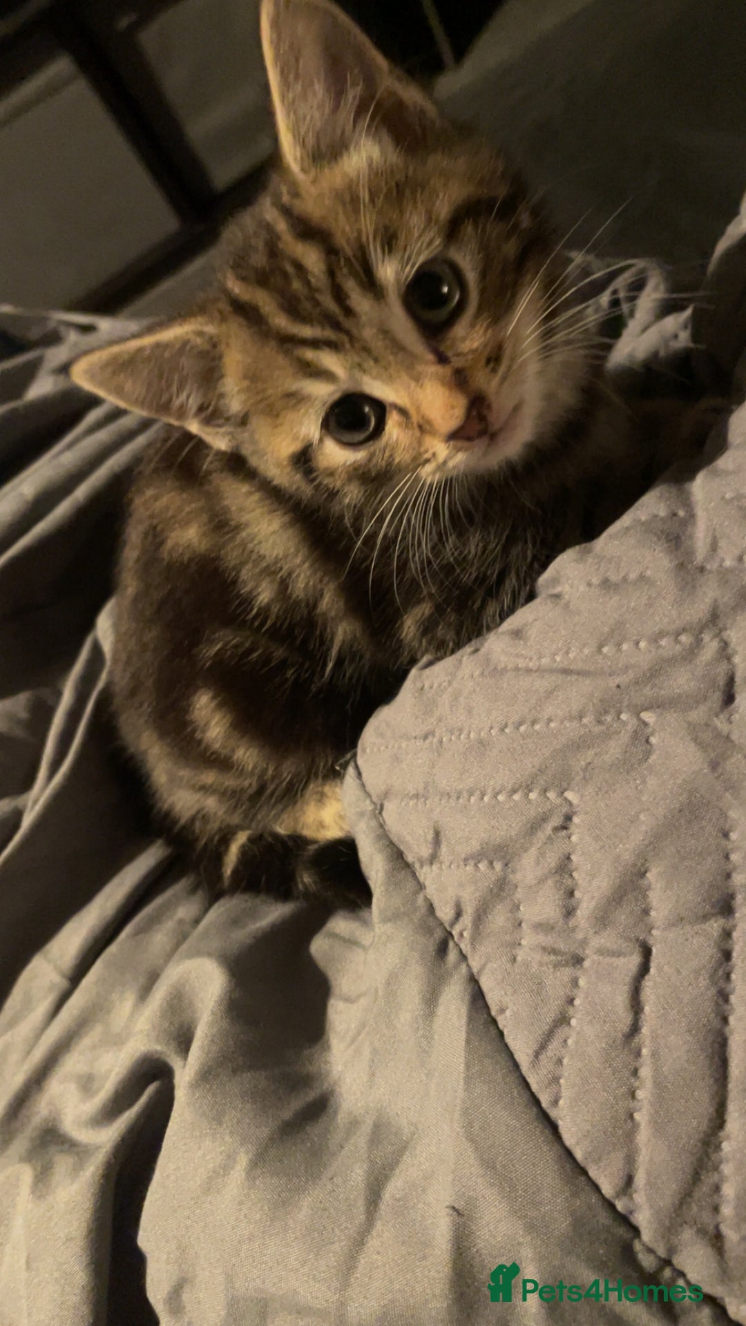 Mixed Breed cats for sale: Kittens For Sale  - Advert 8