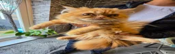 Persian cats for sale:  1 Stunning Persian boy  - Advert 3