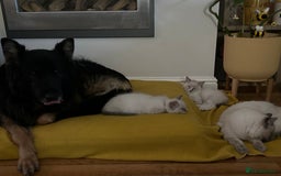 Ragdoll cats for sale: 😻 2 HANDSOME 11 WEEK OLD MALE RAGDOLL KITTENS 😻 - Image 3