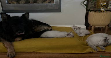 Ragdoll cats - Advert 4