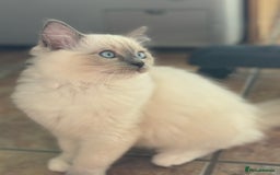 Ragdoll cats for sale: Gccf registered blue mitted ragdoll - Image 3