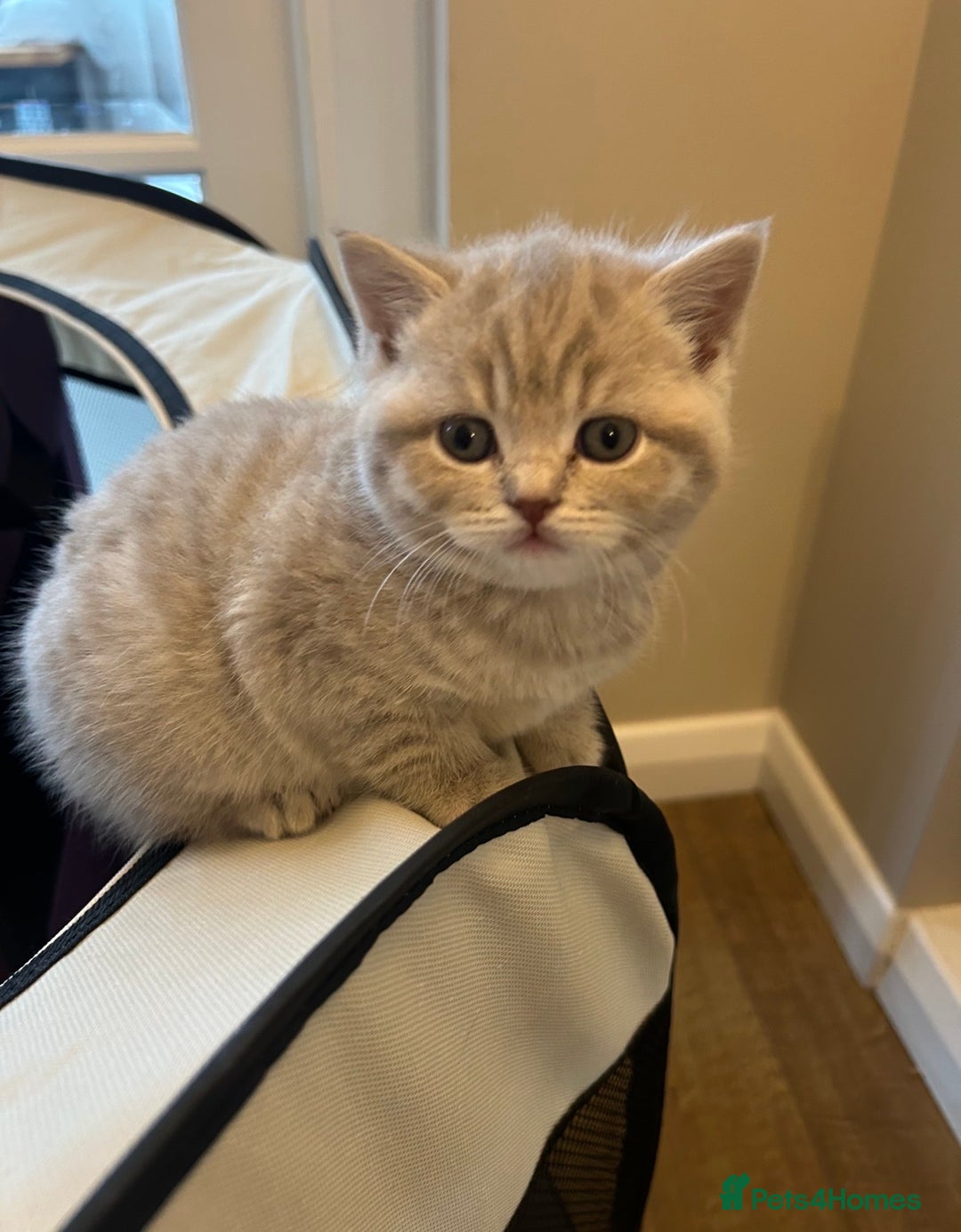 British Shorthair cats for sale: British shorthair kittens - Advert 5