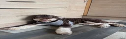 Miniature Poodle dogs for stud: Proven Chocolate and White Miniature Poodle Stud - Advert 2