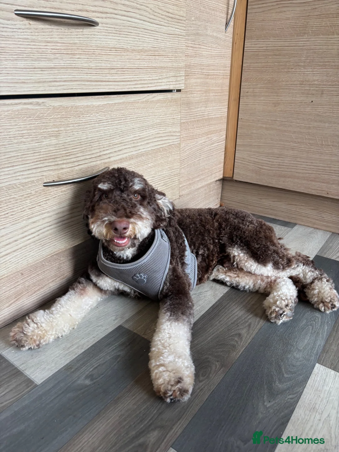 Miniature Poodle dogs for stud: Proven Chocolate and White Miniature Poodle Stud - Advert 2