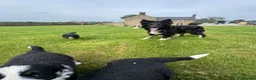 Border Collie dogs for sale: Border Collie Puppy’s litter of 6 gorgeous pups.  - Advert 28