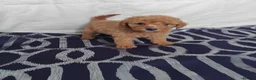 Cavapoo dogs for sale: Beautiful cavapoo puppies  - Advert 11