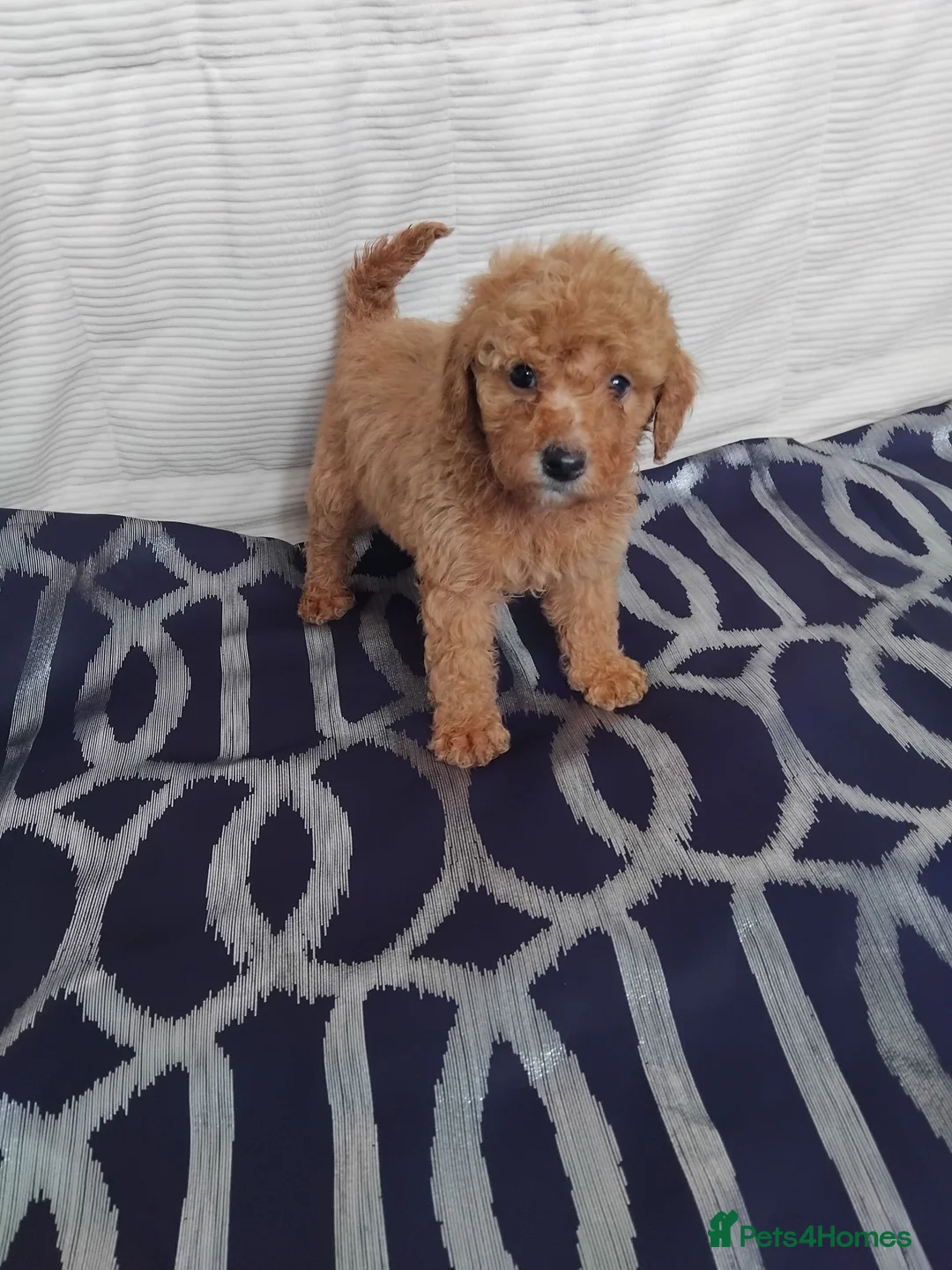 Cavapoo dogs for sale: Beautiful cavapoo puppies  - Advert 11